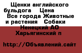Щенки английского бульдога  › Цена ­ 60 000 - Все города Животные и растения » Собаки   . Ненецкий АО,Харьягинский п.